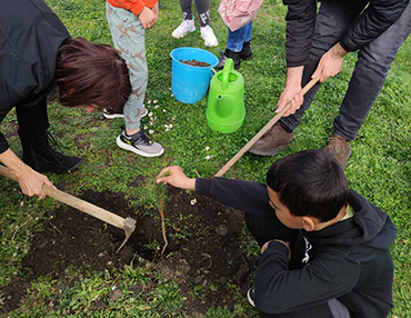 Засади дрво